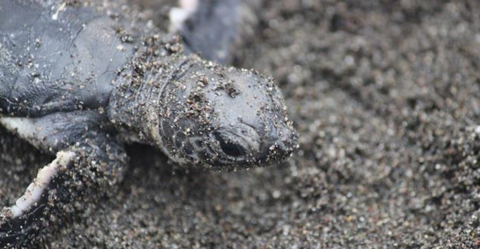 Sea Turtles photo copyright Sea Shepherd Conservation Society taken at  and featuring the Cruising Yacht class