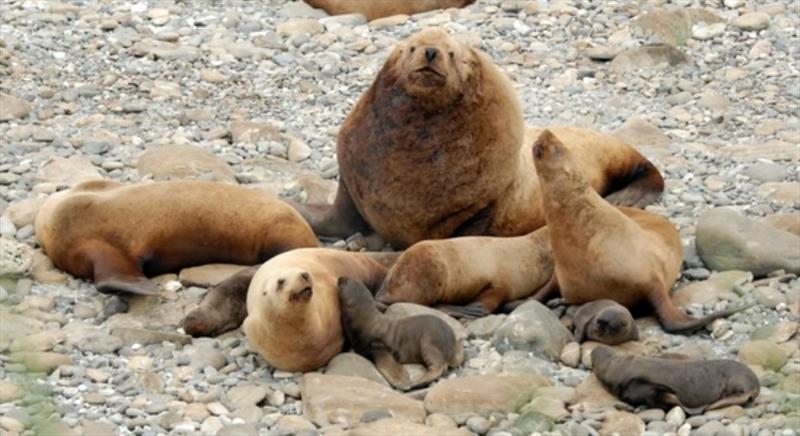 Steller sea lions - photo © NOAA Fisheries