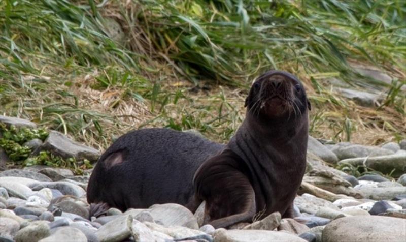 On Gillon Point on Agattu Island, a pup hangs out in the 'pup recovery area' after being marked and having a sample of fur shaved off for contaminants studies - photo © NOAA Fisheries