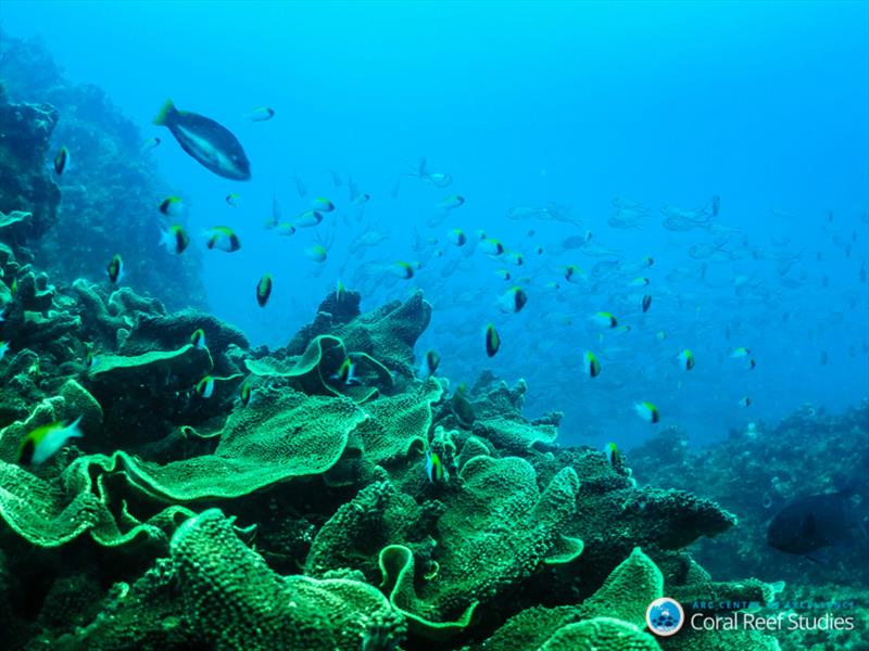 High-latitude corals (Turbinaria reniformis) can regulate their internal chemistry to grow under cooler temperatures. - photo © ARC CoE for Coral Reef Studies/ Claire Ross