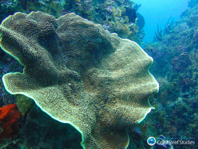 High-latitude corals (Turbinaria reniformis) can regulate their internal chemistry to grow under cooler temperatures photo copyright ARC CoE for Coral Reef Studies / Claire Ross taken at  and featuring the Cruising Yacht class