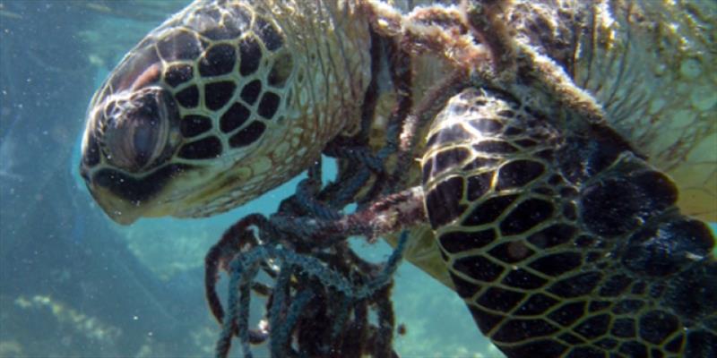 A hawksbill sea turtle in Hawaii seen entangled in rope underwater - photo © NOAA Fisheries