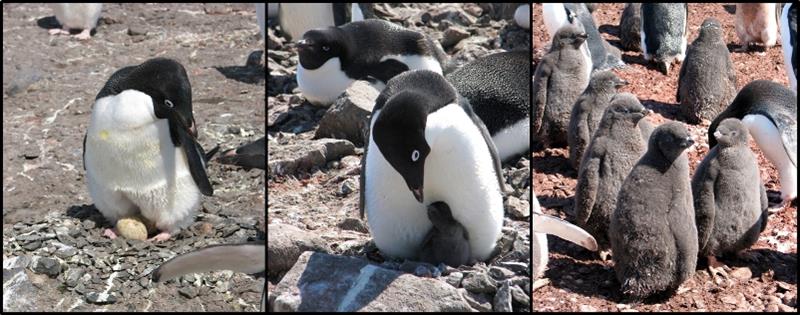 Remote camera network tracks Antarctic species at low cost - photo © NOAA Fisheries