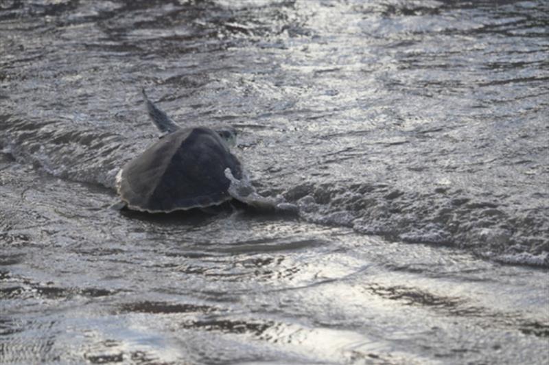 Sea turtle returns home - photo © NOAA / James Primrose