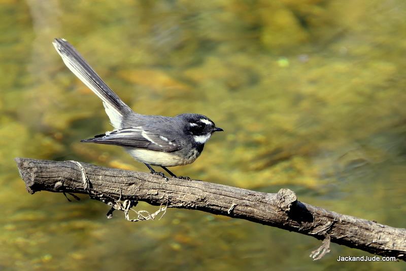 Grey Fantail swoops on insects over river - photo © Jack and Jude