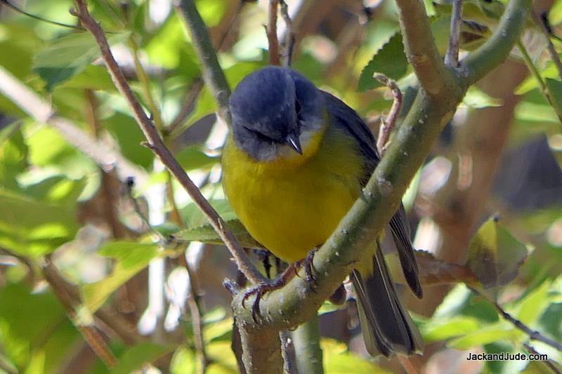 Passerine birds singing in chorus - photo © Jack and Jude