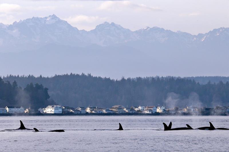 Orcas from pod J in Puget Sound just west of Seattle. The number of orcas in the area, listed as endangered since 2005, has dwindled to a 30-year low. - photo © Elaine Thompson / Associated Press