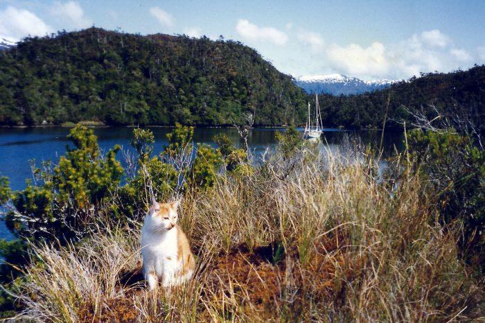 Ginger, the cruising cat from Nanook of the North. Ginger's photo album was a great inspiration to us. - photo © Laurence Roberts and Mary Anne Unrau