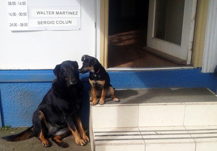 Yacht club dogs Bella and Bruma - photo © Laurence Roberts and Mary Anne Unrau