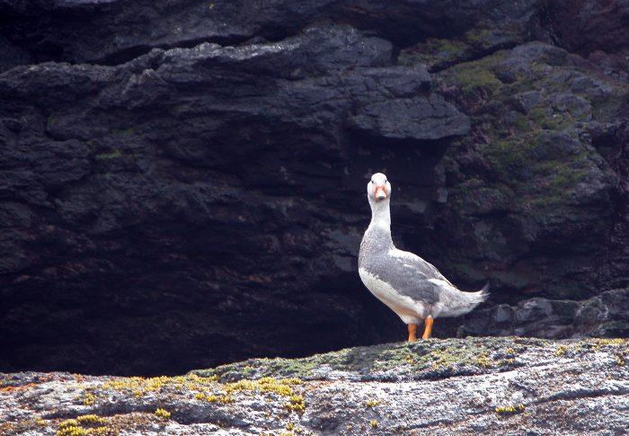 Steamer duck - Top spots in Patagonia photo copyright Laurence Roberts and Mary Anne Unrau taken at  and featuring the Cruising Yacht class