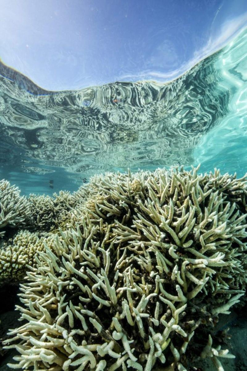 Bleached Acropora on shallow reef photo copyright Peter Mumby taken at  and featuring the Cruising Yacht class