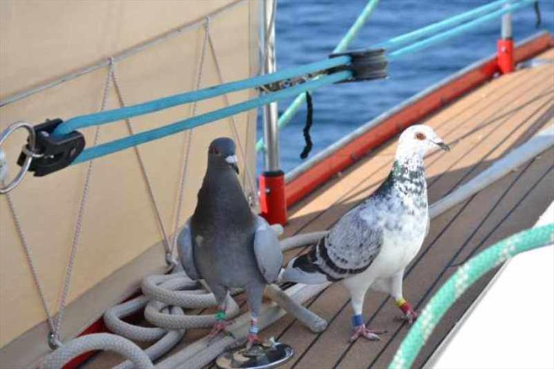 Visitors on board during the passage photo copyright SV Red Roo taken at  and featuring the Cruising Yacht class