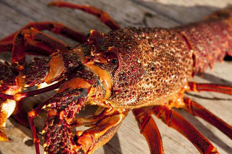 Crays  - Cruising Flinders Island photo copyright The Wooden Boat Shop taken at  and featuring the Cruising Yacht class