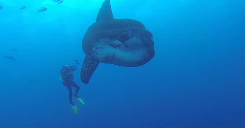 Video showing one of the world's biggest fish caught on camera in