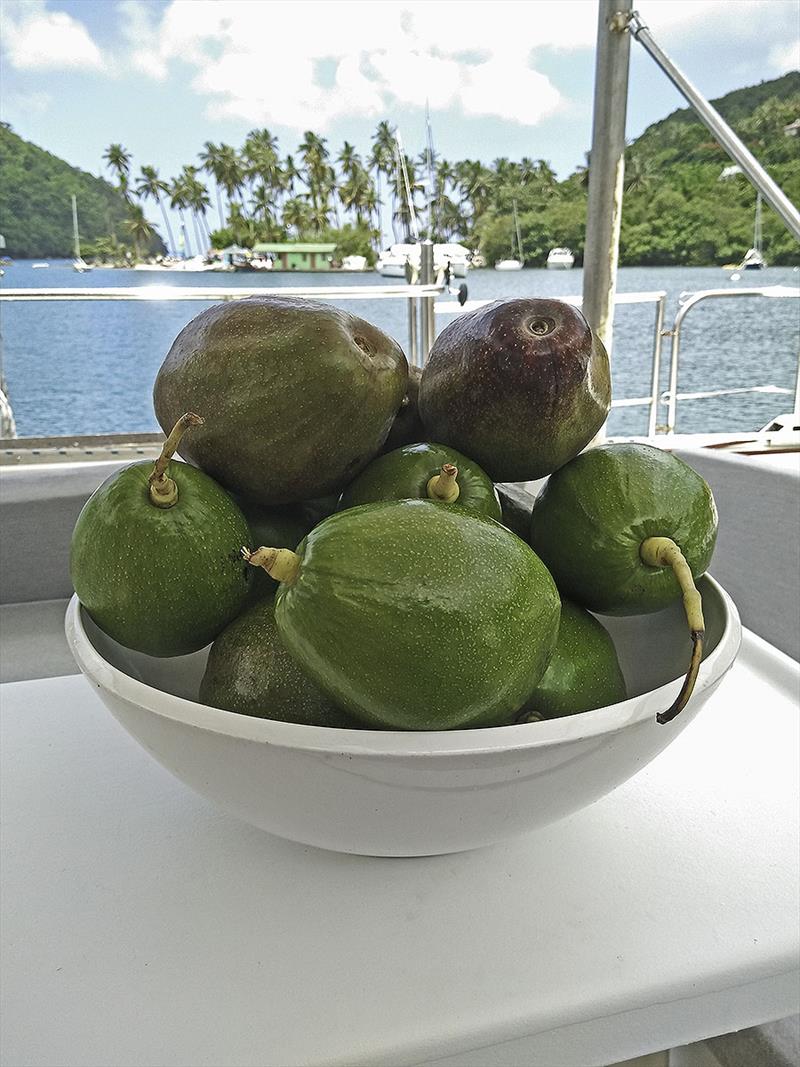 The huge bowl of delicious avocadoes from Castries - photo © Mission Océan