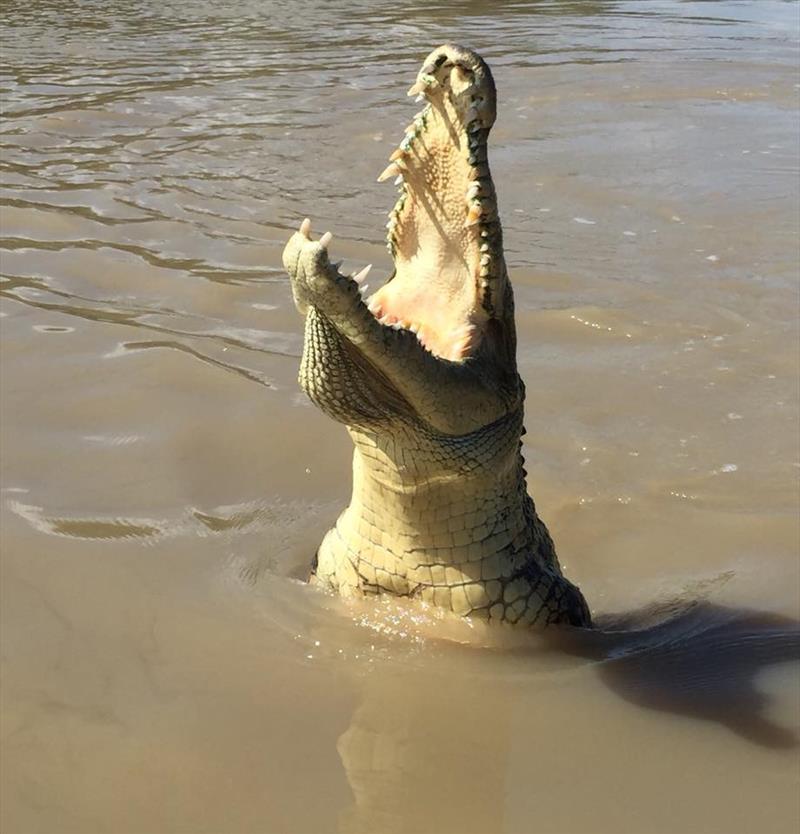 2018 World ARC - Darwin - Jumping crocodile photo copyright World Cruising taken at  and featuring the Cruising Yacht class