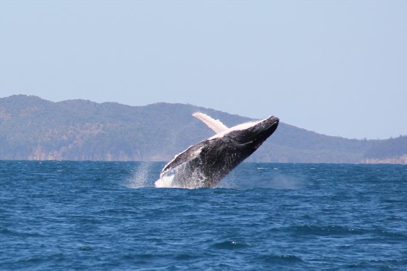 World ARC - Wale photo copyright World Cruising taken at  and featuring the Cruising Yacht class