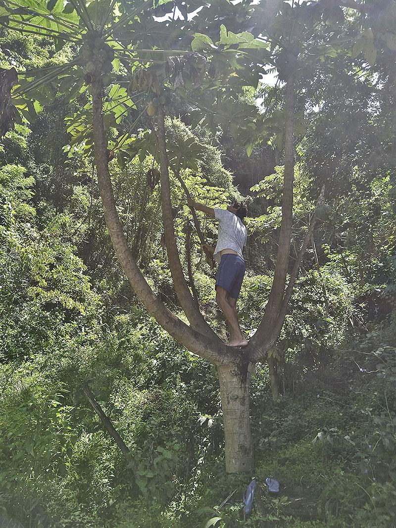 Picking papayas - photo © Mission Ocean