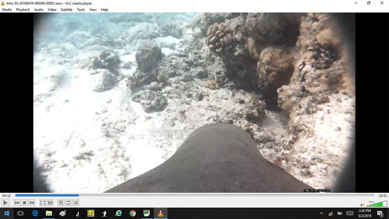 A seal's-eye view of the sea floor is thanks to specialized cameras used to study seals' underwater foraging behaviors. - photo © NOAA Fisheries