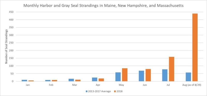 Graph showing average monthly seal stranding totals (2013-2017) compared to 2018 monthly seal stranding totals - photo © NOAA Fisheries