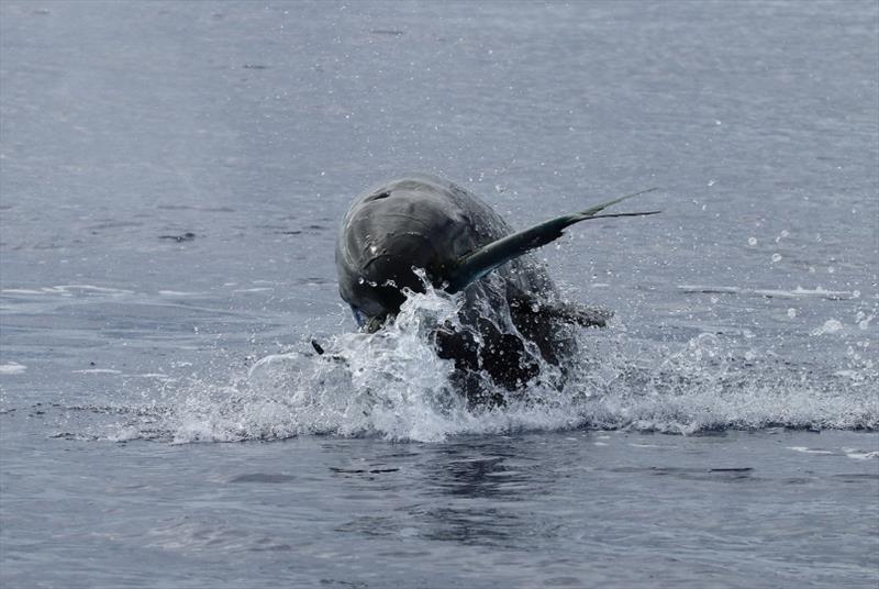 False killer whales in the main Hawaiian Islands eat mahimahi and other large open-ocean fish - photo © NOAA Fisheries / Mark Cotter