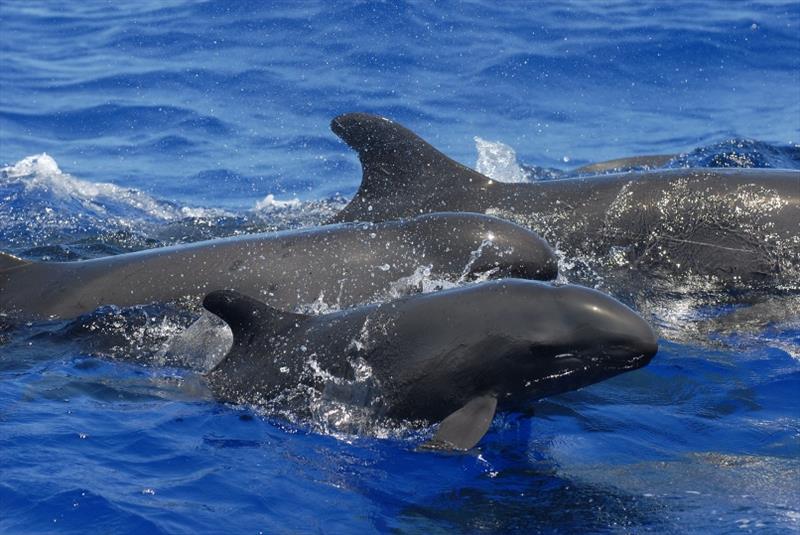 One false killer whale, two false killer whale, three false killer whale ...if only it was that easy! - photo © NOAA Fisheries / Adam Ü