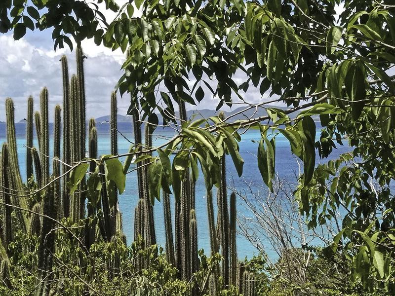 Some of the amazing plants against a turquoise backdrop - photo © Mission Ocean