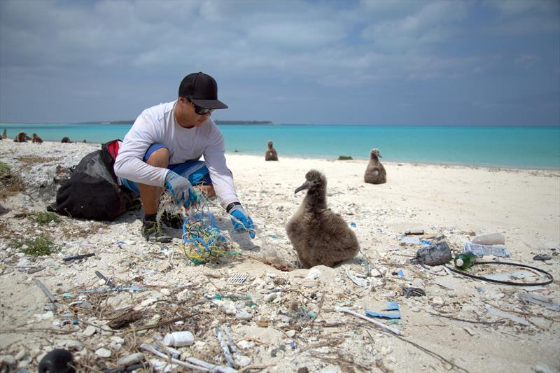 James Morioka carefully cleans debris from around a Laysan albatross chick in a nest on the shore of Midway Atoll in the Northwestern Hawaiian Islands in 2016 - photo © NOAA Fisheries / Ryan Tabata