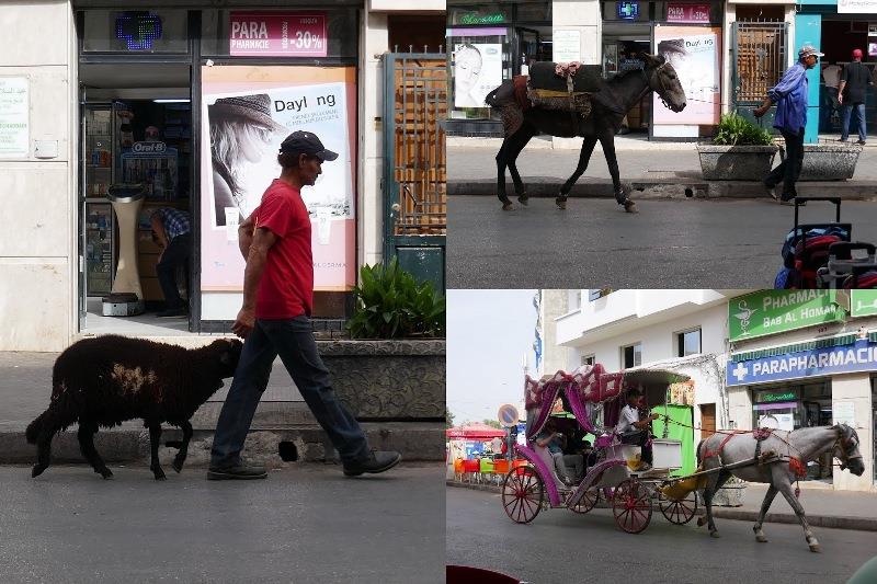 Tangier - photo © SV Taipan