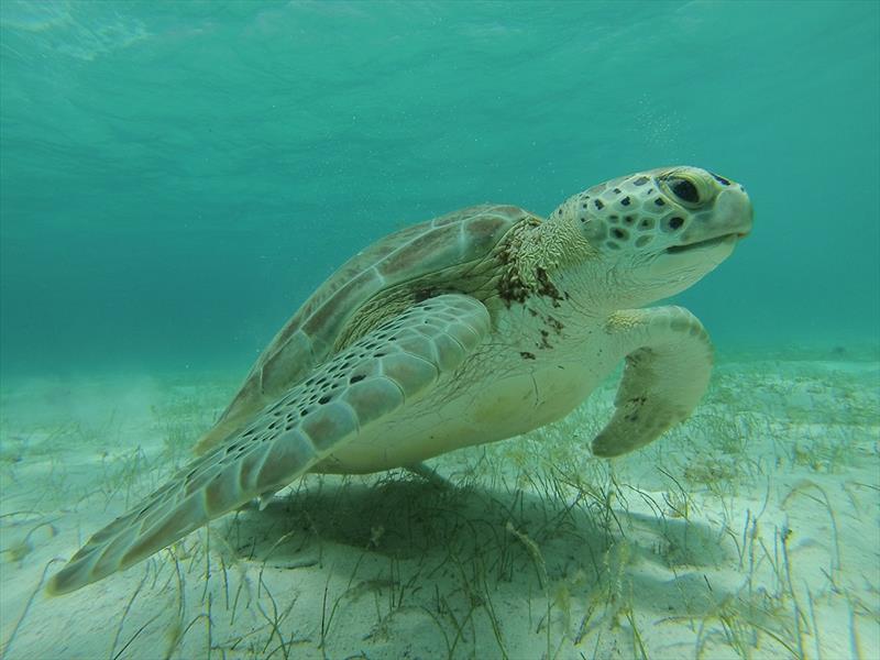 World ARC 2018-19 - Turtles - photo © World Cruising