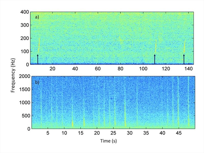 Spectrogram showing North Pacific right whale upcalls (top panel, indicated with arrow), and gunshot calls (bottom panel) from acoustic recordings in Unimak Pass - photo © NOAA Fisheries
