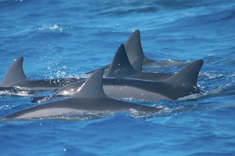 Wild spinner dolphins - photo © NOAA Fisheries