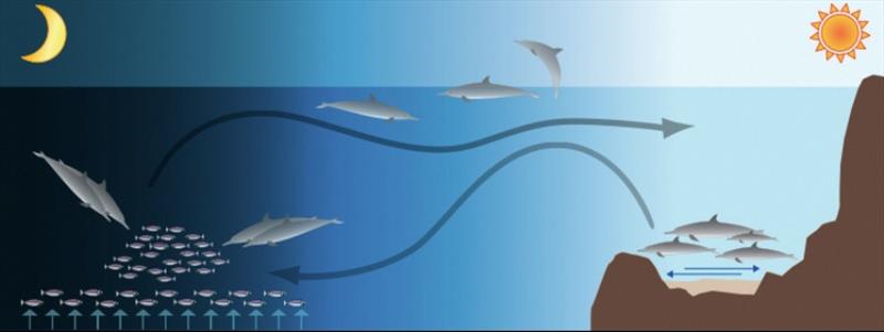 Wild spinner dolphins - photo © NOAA Fisheries