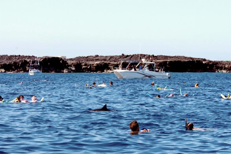 Swimming with wild spinner dolphins - photo © NOAA Fisheries