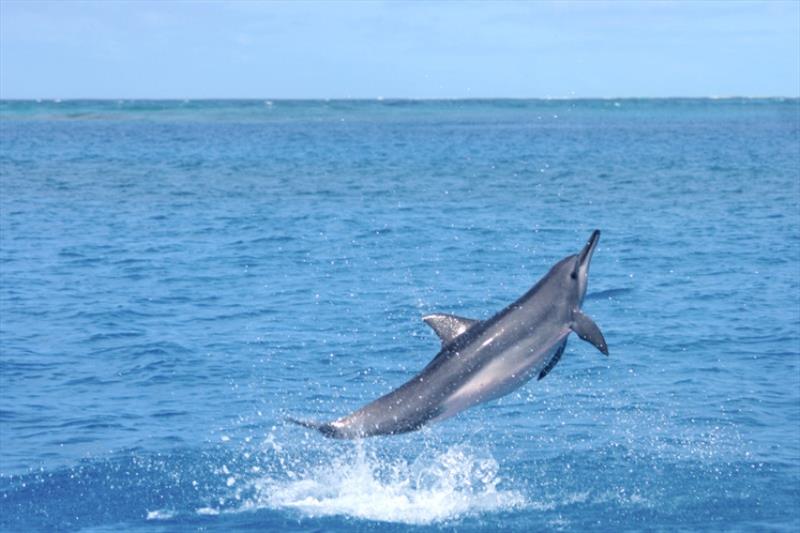 Wild spinner dolphins photo copyright NOAA Fisheries taken at  and featuring the Cruising Yacht class