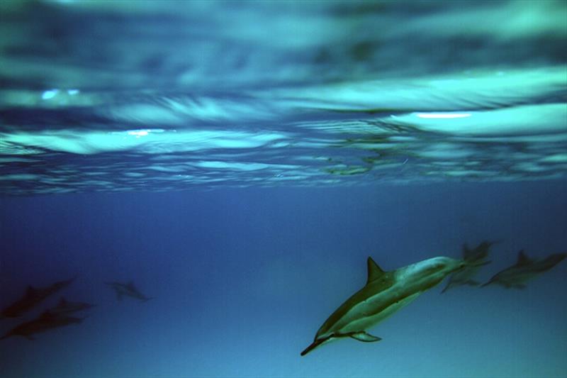 Wild spinner dolphins - photo © NOAA Fisheries