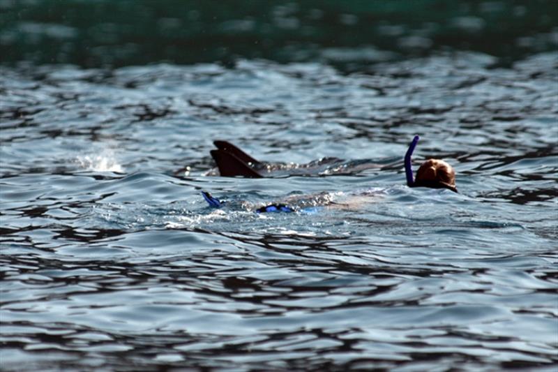 Swimming with wild spinner dolphins photo copyright Julian Tyne, PhD taken at  and featuring the Cruising Yacht class