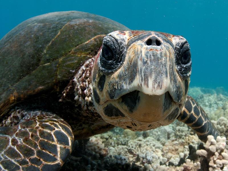 Close up of a Hawaiian hawksbill as it looks into the camera photo copyright NOAA Fisheries / Don Mcleish taken at  and featuring the Cruising Yacht class