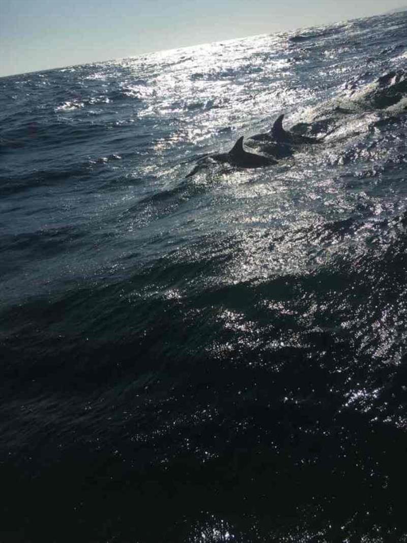 Dolphins escorting Red Roo - photo © SV Red Roo