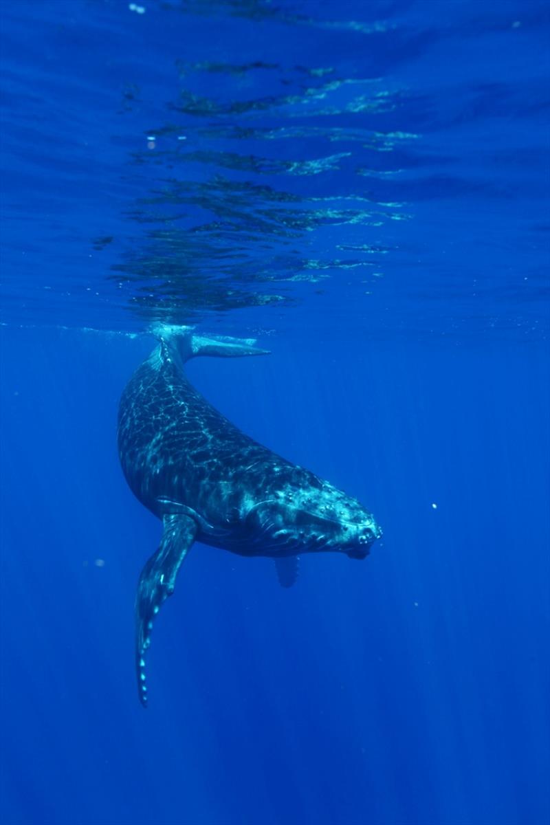 Humpback whale photo copyright NOAA Fisheries / Ed Lyman taken at  and featuring the Cruising Yacht class