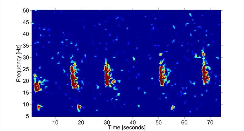 A spectrogram (visual representation of a sound) of stereotyped 20 Hz fin whale calls photo copyright NOAA Fisheries taken at  and featuring the Cruising Yacht class