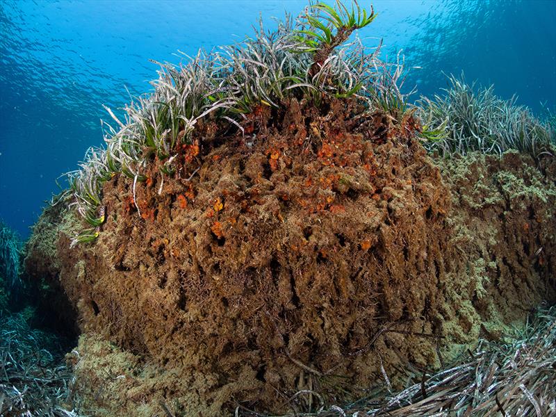 Seagrass - photo © Julia Turner