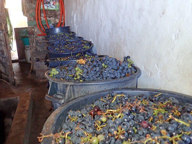 Grapes freshly picked and ready to be stomped (barefoot of course) and pressed photo copyright Rod Morris taken at  and featuring the Cruising Yacht class