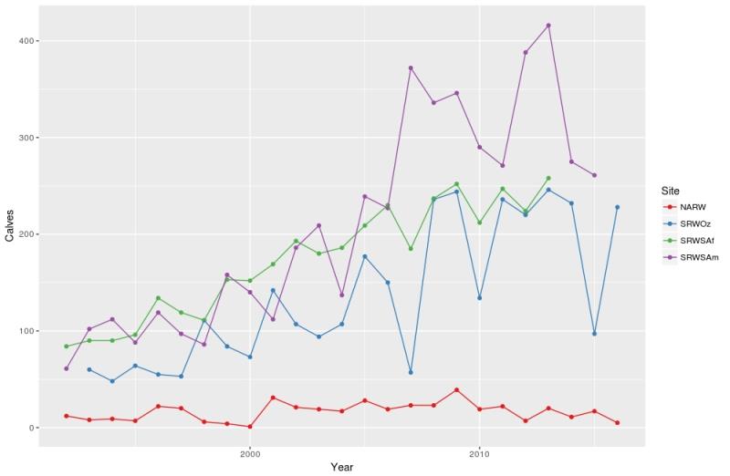 Right whale, Eubalaena, calf counts over time, 1992 – 2016, raw data. Acronyms in the legend are: NARW (red) for North Atlantic right whale, E. glacialis; SRW Oz (blue) for Southern right whale, E. australis, Southwest Australia - photo © NOAA Fisheries / Peter Corkeron