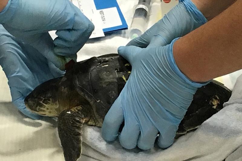 Rescued Kemp's ridley sea turtle receiving exam prior to flight south to continue rehabilitation in North Carolina - photo © NOAA Fisheries