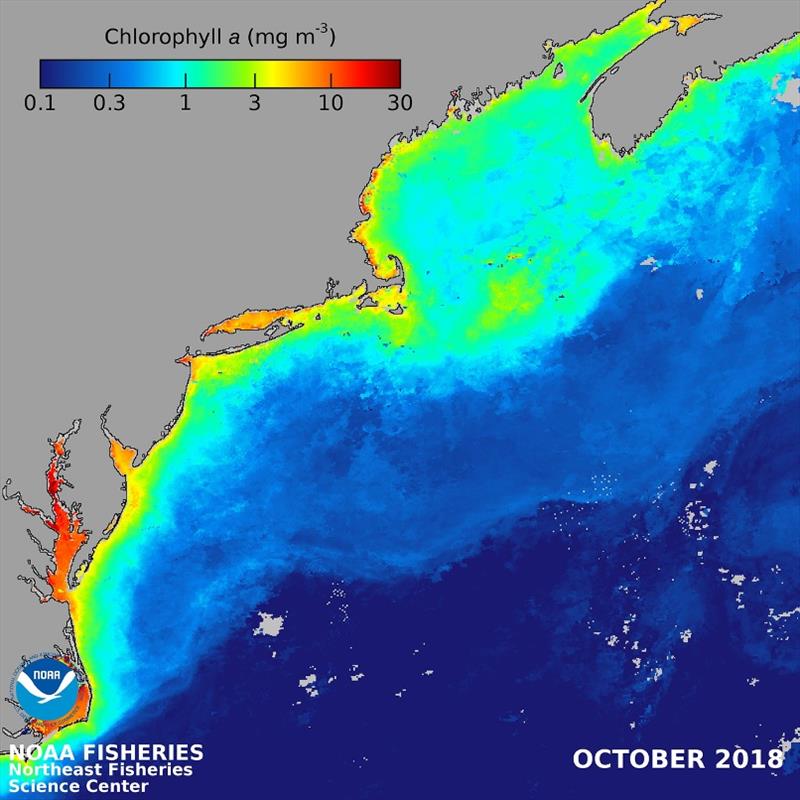 Average chlorophyll a concentration, the primary green phytoplankton pigment used to estimate phytoplankton concentrations, from October 2018 for the Northeast U.S. continental shelf derived from the MODIS-Aqua ocean color satellite sensor (NASA) photo copyright NOAA Fisheries / Kimberly Hyde taken at  and featuring the Cruising Yacht class