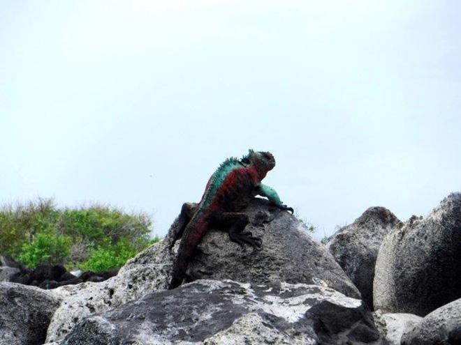 2019-20 World ARC - Espanola - Iguana photo copyright World Cruising taken at  and featuring the Cruising Yacht class