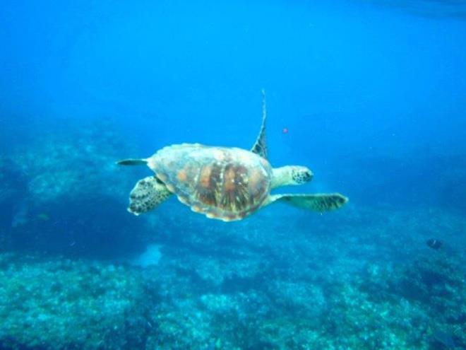 2019-20 World ARC - Espanola - Turtle - photo © World Cruising