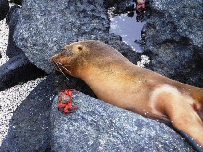 2019-20 World ARC - Espanola - Sea Lion and Crab - photo © World Cruising