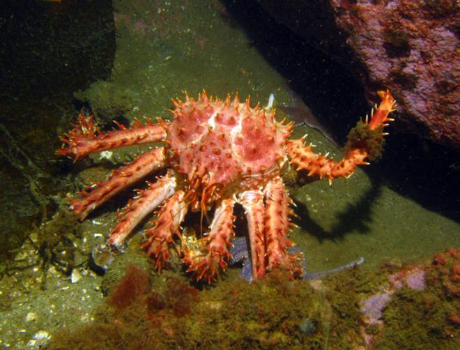 Santolla crab. - photo © Laurence Roberts and Mary Anne Unrau